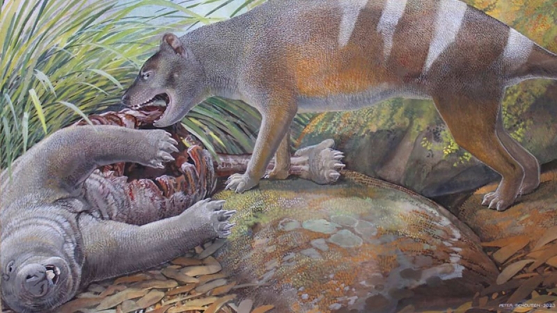 Fossils of bone-crushing and meat-slashing Tasmanian tiger forefathers found in Australia