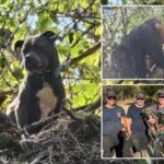 Tennessee canine caught in tree saved 3 days after Helene floods