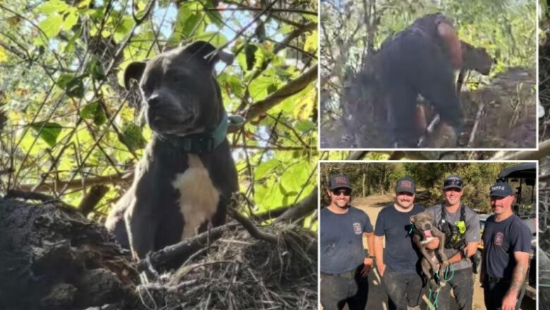 Tennessee canine caught in tree saved 3 days after Helene floods