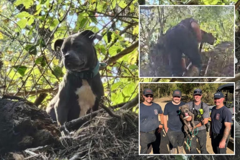 Tennessee canine caught in tree saved 3 days after Helene floods