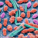 Researchers develop tool to see how ‘healthy’ your gut microbiome is– does it work?