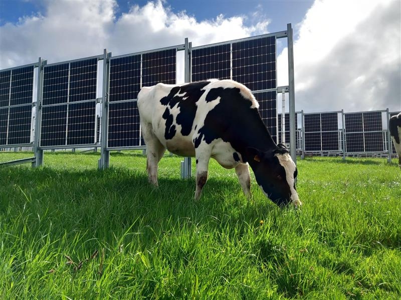 Engie exposes outcomes of French vertical agrivoltaic demonstrator