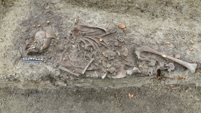 Middle ages kid ‘vampire burial’ exhumed near Polish cathedral