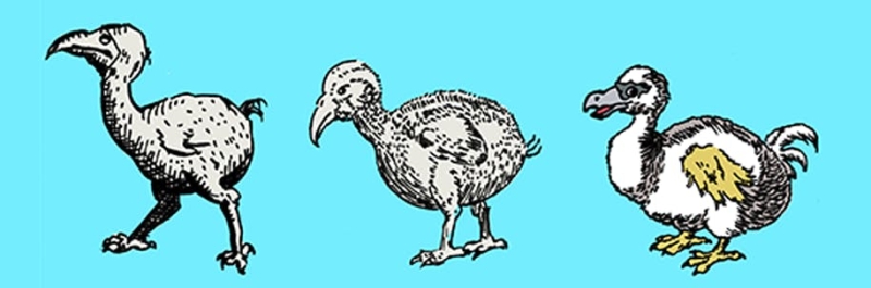 How History Did the Dodo Wrong