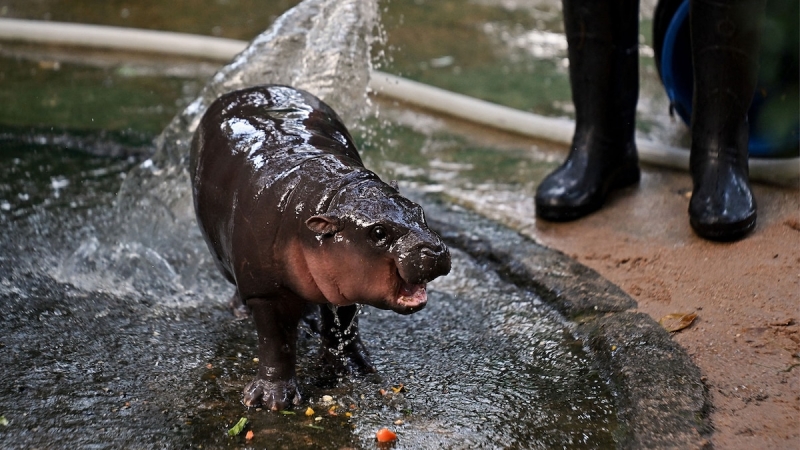 How Moo Deng the pygmy hippo is various from typical hippos