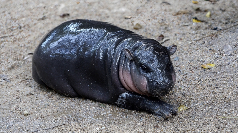 People most likely erased Cyprus’ small hippos and elephants in record time