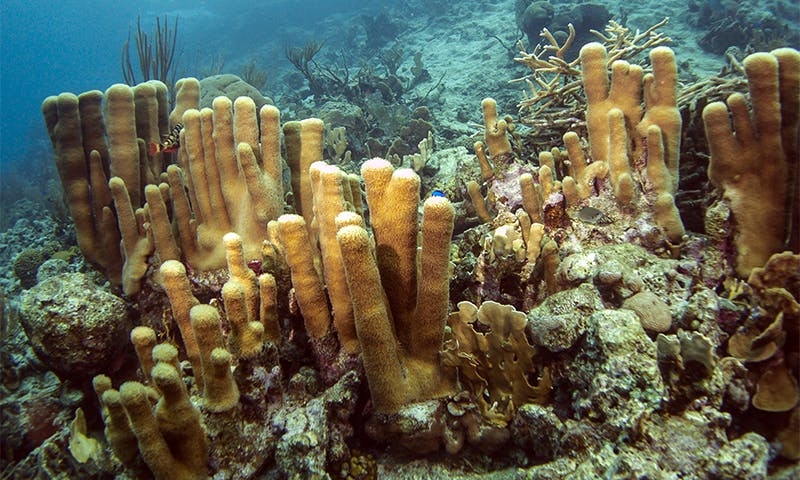 Frozen Reefs