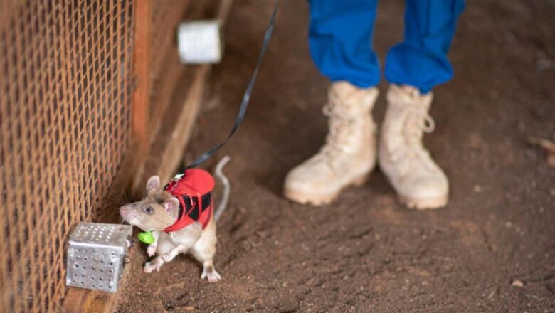 Huge rats trained to seek unlawful wildlife trade