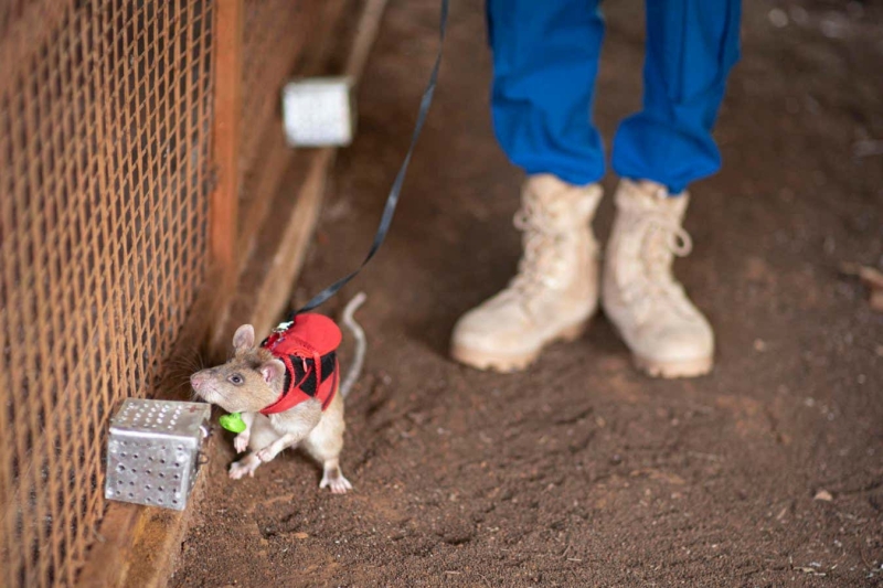 Huge rats trained to seek unlawful wildlife trade