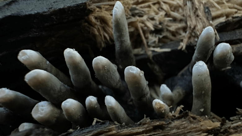 Is this the creepiest fungi in the forest? Yes, certainly.