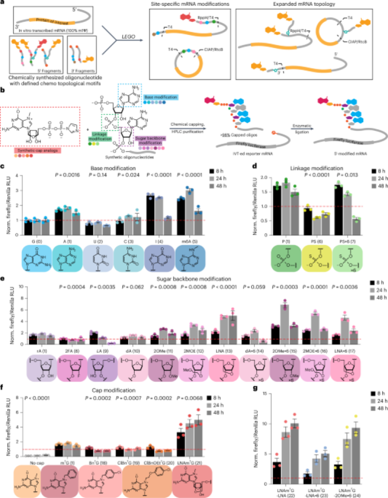 Chemical and topological style of multicapped mRNA and topped circular RNA to enhance translation