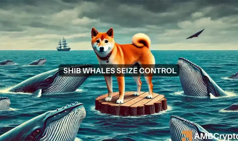 Shiba Inu whales reveal care: Could this be SHIB’s market bottom?