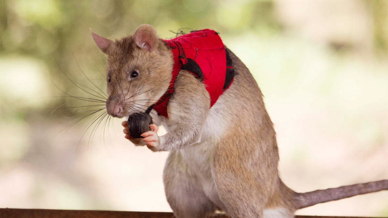 Huge three-pound rats trained to seek unlawful poaching