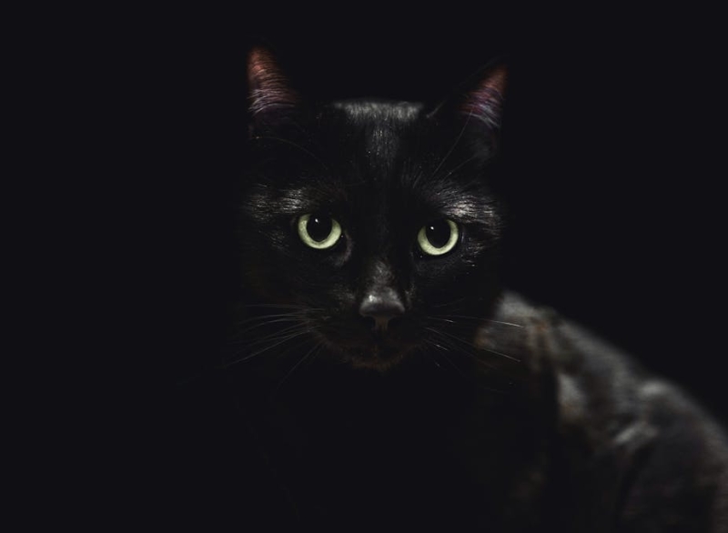 Superstitions Shape Perceptions of All-Black and All-White Animals