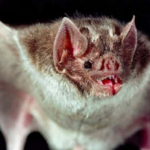 Vampire Bats Have Unique Adaptations and Relationships