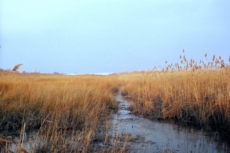 Marshes are affordable for securing coasts: Study