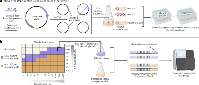 Binary vector copy number engineering enhances Agrobacterium-moderated change