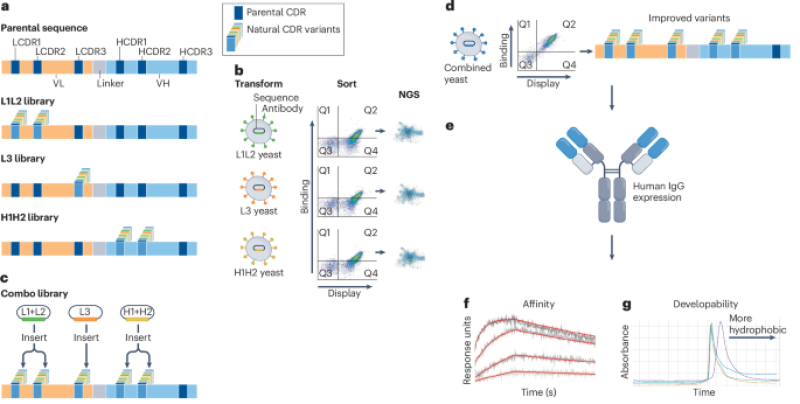 AIntibody: an experimentally confirmed in silico antibody discovery style obstacle