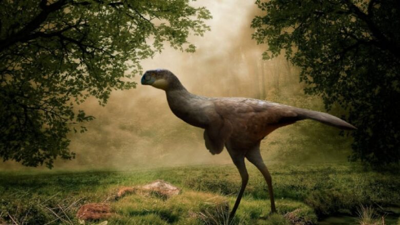 New Oviraptorosaur Species Discovered in China