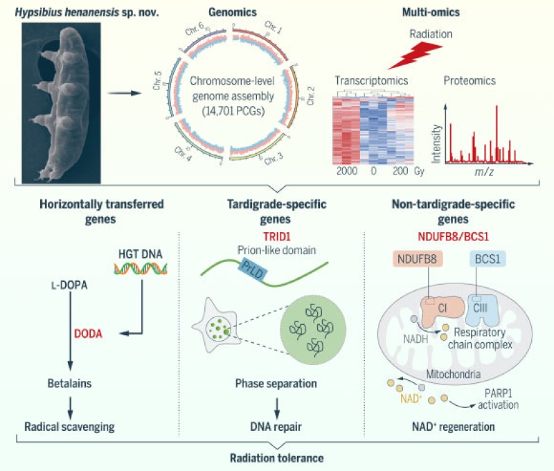 Formerly Unknown Species Sheds Light on Mechanism of Radiotolerance in Tardigrades