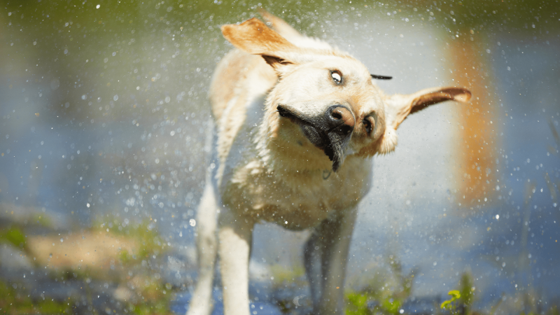 Why damp canines shake a lot