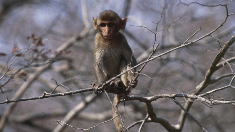 Research study monkeys still having a ball days after breaking out of laboratory, policy state