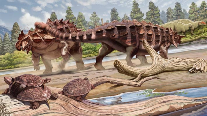 Paleontologists Discover New Species of Ankylosaurid Dinosaur