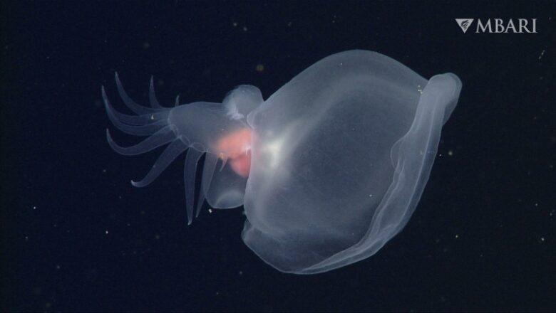 New deep-sea slug captures shellfishes like a Venus fly trap