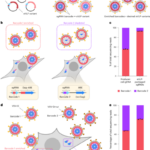 Directed advancement of crafted virus-like particles with better production and transduction effectiveness