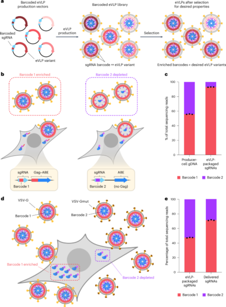 Directed advancement of crafted virus-like particles with better production and transduction effectiveness