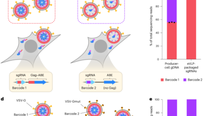 Directed advancement of crafted virus-like particles with better production and transduction effectiveness