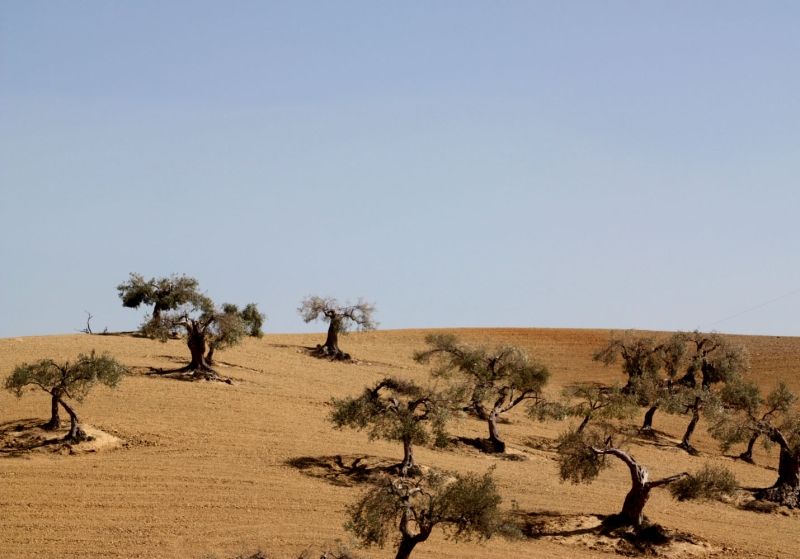 Environment modification crucial chauffeur of severe dry spell in water limited Sicily and Sardinia