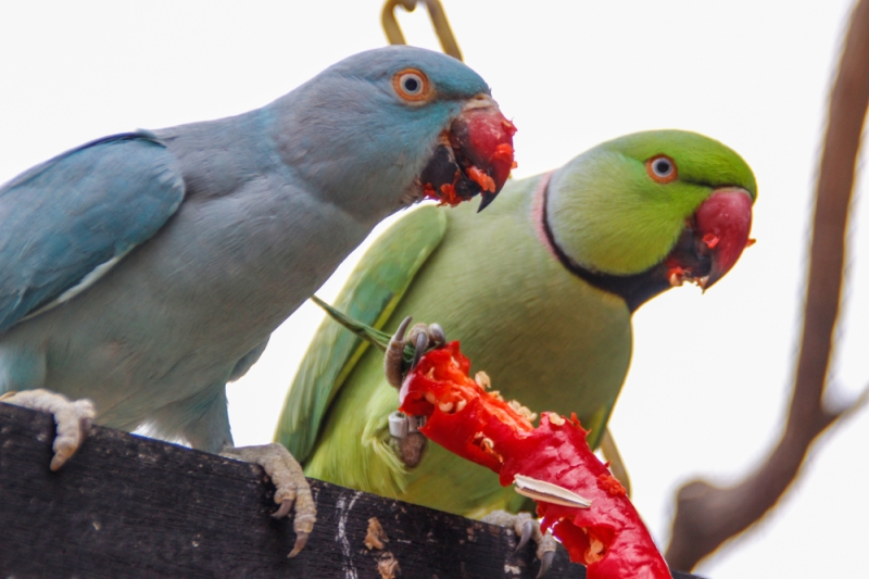 Particular Animals Tolerate Spicy Foods Better Than Others