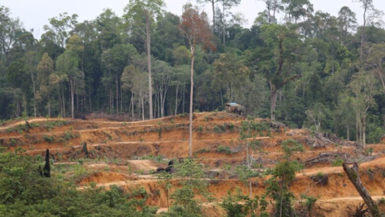 EU delays and weakens anti-deforestation law, adding ‘no-risk’ loophole