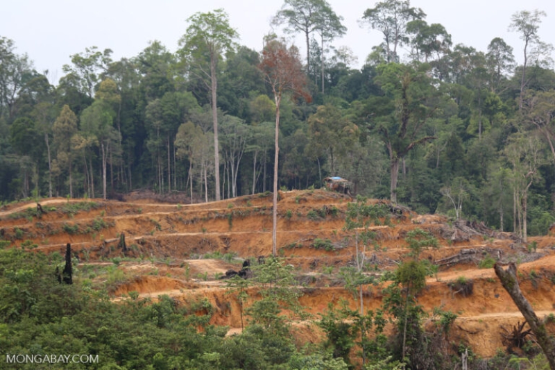 EU delays and weakens anti-deforestation law, adding ‘no-risk’ loophole