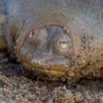 Cantor’s huge softshell turtle: The frog-faced predator that invests 95% of its time entirely still