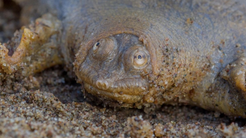 Cantor’s huge softshell turtle: The frog-faced predator that invests 95% of its time entirely still