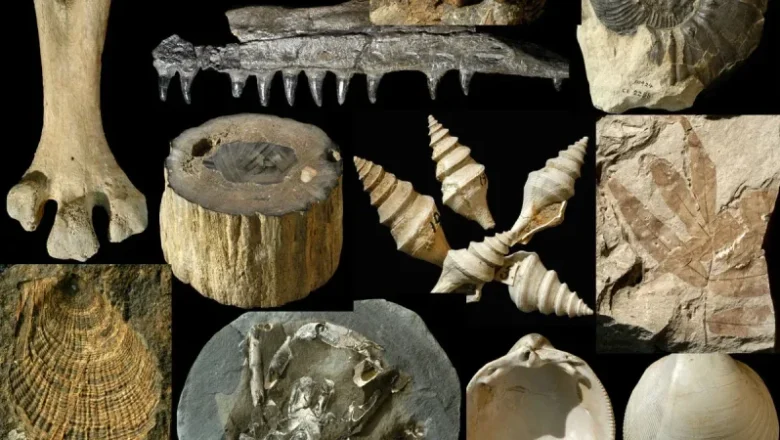 Meet FRED: The world’s 1st-ever, almost total fossil database