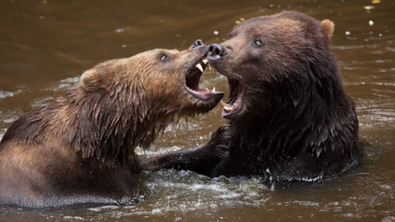 Bears Attacking– and Eating– Other Bears Is Considered Normal