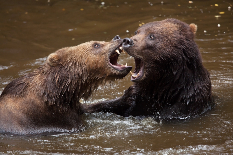 Bears Attacking– and Eating– Other Bears Is Considered Normal