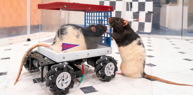 Rats Learned to Drive– and They Love It