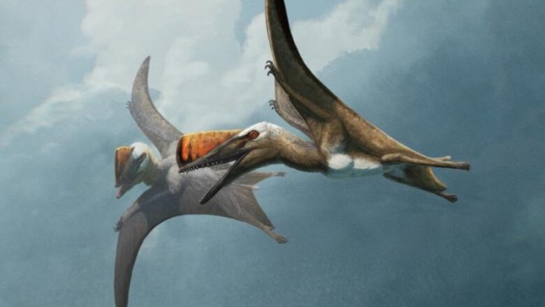 New Flying Lizard Species Fills in Evolutionary Gap for Pterosaurs