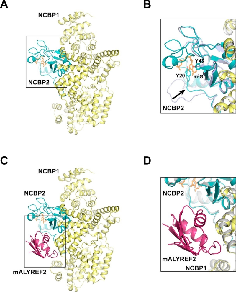 New structure offers insight into mRNA export and cancers, and how infections pirate the procedure to contaminate their host