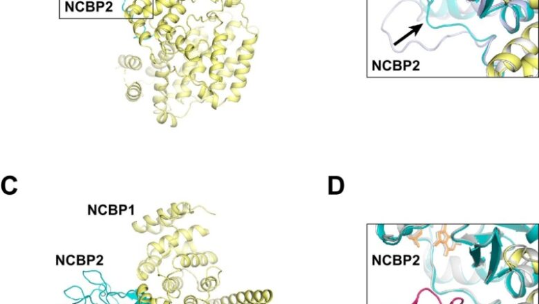 New structure offers insight into mRNA export and cancers, and how infections pirate the procedure to contaminate their host