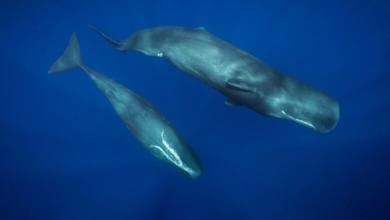 To some whales, a plastic bag might ‘sound’ much like supper. Here’s why