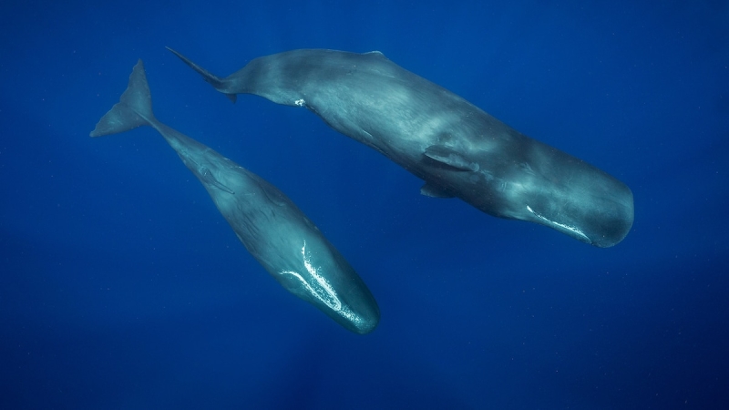 To some whales, a plastic bag might ‘sound’ much like supper. Here’s why