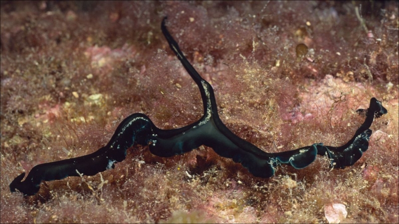 Green spoonworm: The female arm beasts that turn males into ‘living testicles’