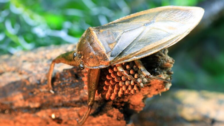 Witness the biggest and most dangerous bug on the planet