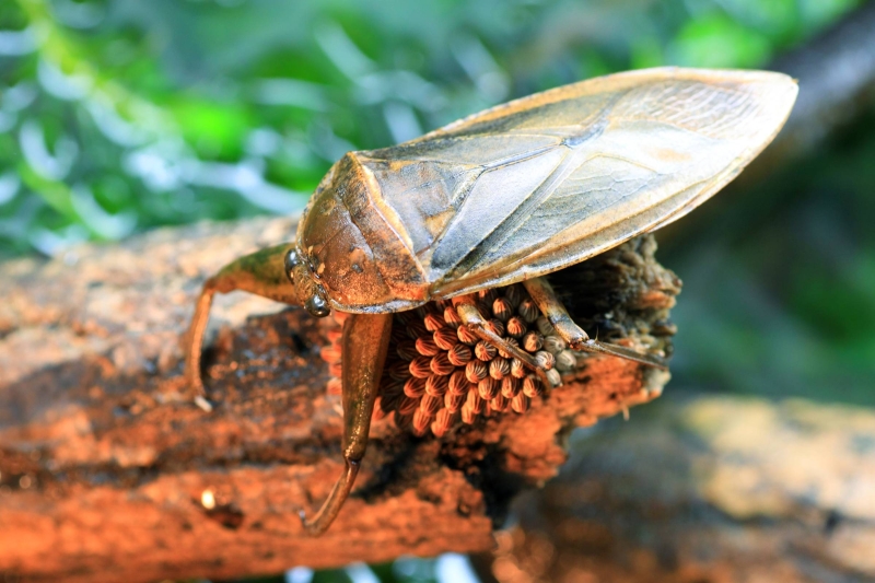 Witness the biggest and most dangerous bug on the planet