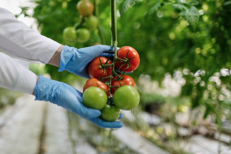 Scientists discovered a method to grow plants without light